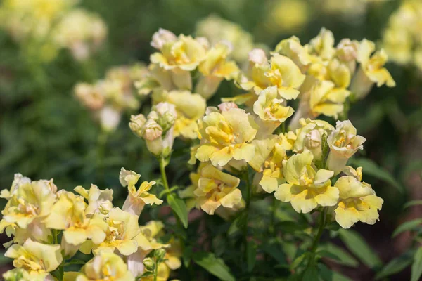 Snapdragon Fleur Feuille Verte Dans Jardin Jour Ensoleillé Été Printemps — Photo