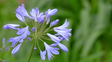 Bahçe çiçekleri güneşli yaz ya da bahar günü dekorasyon için.