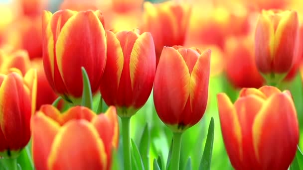Bunte Tulpen Wachsen Und Blühen Dicht Dicht Blumengarten Orange Und — Stockvideo