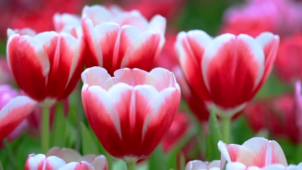 Colorful tulips grow and bloom in close proximity to one another in flower garden. Red and white tulips. — Stock Footage Colorful Tulips Grow Bloom Close Proximity One Another Flower Garden Video Clip