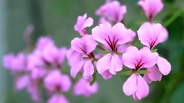 Fleur Dans Jardin Soleil Jour Été Printemps Pour Décoration — Video