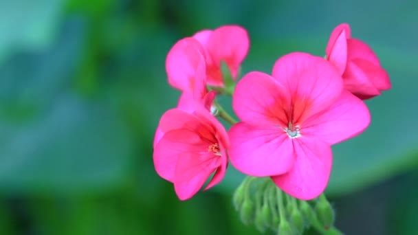 Flower Garden Sunny Summer Spring Day Decoration — Stock Video