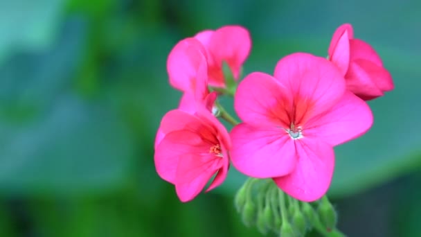 Blomma Trädgården Vid Solig Sommar Eller Vår Dag För Dekoration — Stockvideo