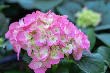 Güneşli yaz veya bahar gününde bahçede Hydenyia çiçeği.