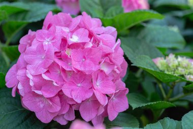 Güneşli yaz veya bahar gününde bahçede Hydenyia çiçeği.