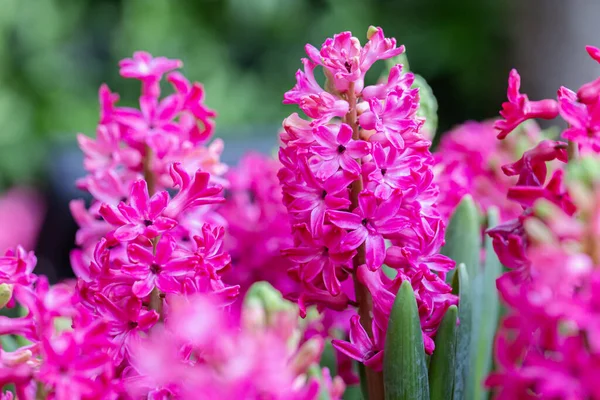 Fleur Jacinthe Dans Jardin Jour Ensoleillé Été Printemps Pour Décoration — Photo