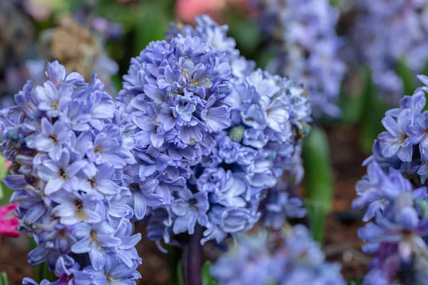 Hyacint Blomma Trädgården Solig Sommar Eller Vår Dag För Dekoration — Stockfoto