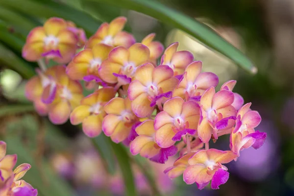 冬や美しさと農業デザインのための春の日に蘭の庭で蘭の花 ラインチョスティリス ラン科 — ストック写真