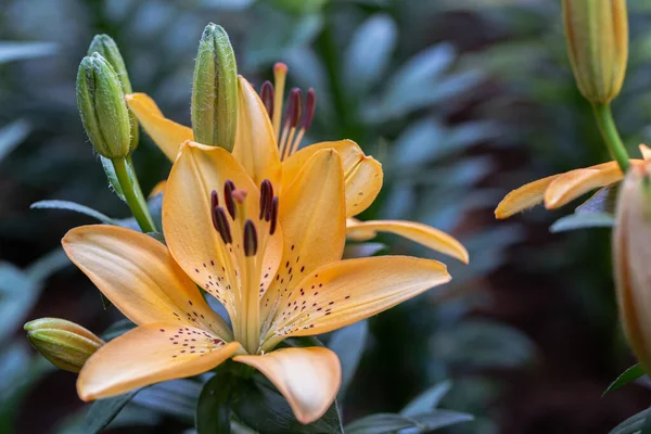 Asiatic Lily Asiatic Lilies Flower Garden Sunny Summer Spring Day — Stock Photo, Image