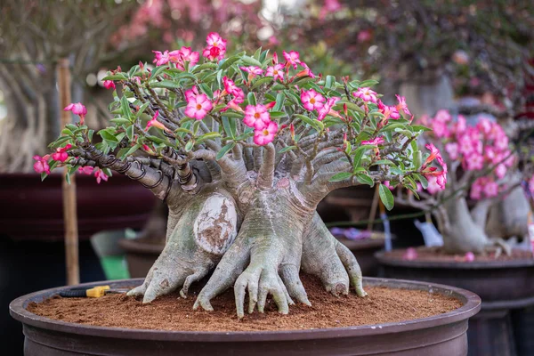 Bonsai tree in ceramic pot at Japanese garden for interior exterior decoration.