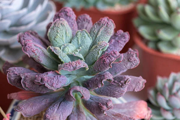 Suculentas Cactus Jardín Botánico Desértico Para Decoración Diseño Agrícola — Foto de Stock