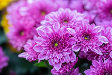 Güneşli yaz ya da bahar günlerinde çiçek açan kasımpatı çiçekleri süslemek için. Pembe çiçek.