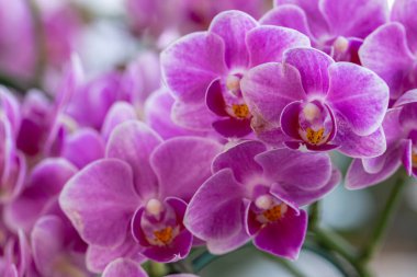 Dekorasyon ve tarım tasarımı için orkide bahçesinde orkide çiçeği. Phalaenopsis Orkidesi.