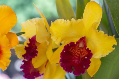 Dekorasyon ve tarım tasarımı için orkide bahçesinde orkide çiçeği. Cattleya Orkidesi.