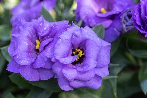 Lisianthus Flor Jardín Verano Soleado Día Primavera Flor Púrpura — Foto de Stock