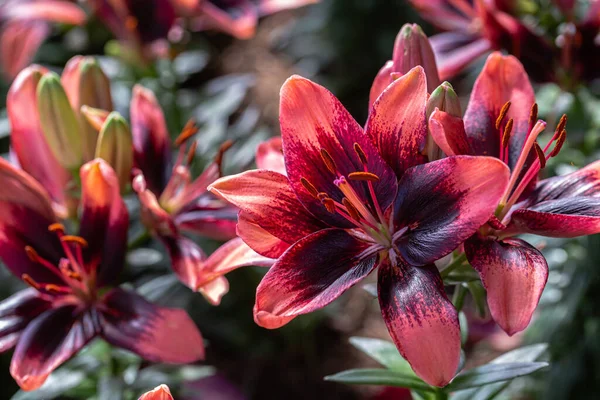 Asiatic lily or Asiatic lilies flower in garden at sunny summer or spring day. Red flower.