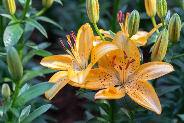 Asiatic lily or Asiatic lilies flower in garden at sunny summer or spring day. Orange flower.