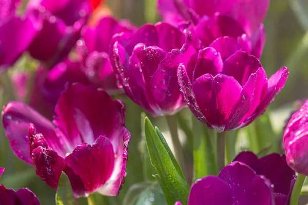 Цветок Тюльпана Зеленый Лист Фона Тюльпановом Поле Зимний Весенний День — стоковое фото