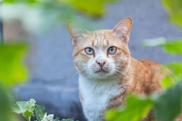 Mignon Chat Domestique Thai Orange Et Blanc Chat Souriez Cheveux Stock Photo Mignon Chat Domestique Thai Orange Et Blanc Chat Souriez Cheveux Stock Photo