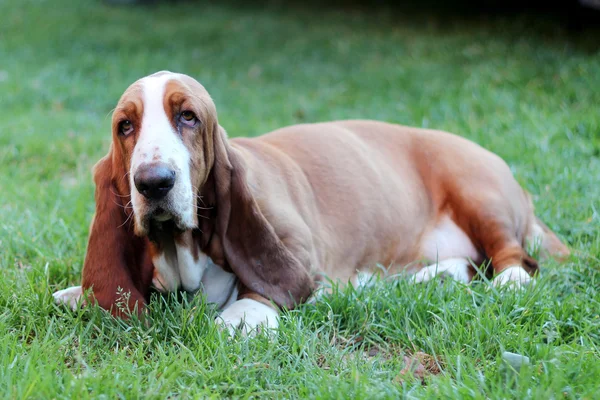 Domestic animals and friends — Stock Photo, Image