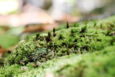 Sonbahar sezonu kavramı