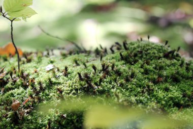 Sonbahar sezonu kavramı