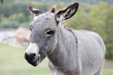 Vahşi dünya kavramı