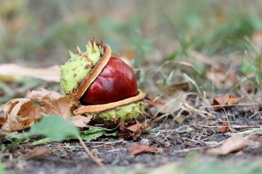 tornillo de calabaza