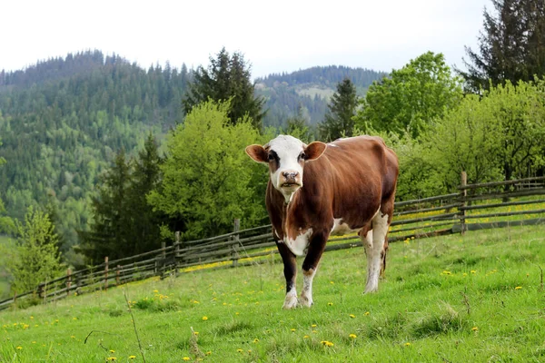 Wild en binnenlandse dieren — Stockfoto