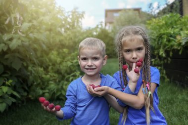 Mavi tişörtlü sevimli bir kardeş ev bahçesindeki parmaklardan ahududu yiyor. Çocuklar için vitamin ve sağlıklı yiyecekler, mutlu bir çocukluk ve yaz tatili