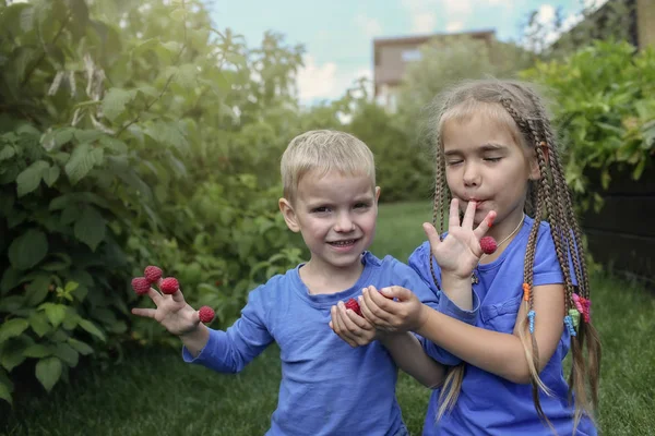 Urocze Rodzeństwo Niebieskich Koszulkach Jedzące Maliny Palców Ogrodzie Witamina Zdrowa — Zdjęcie stockowe