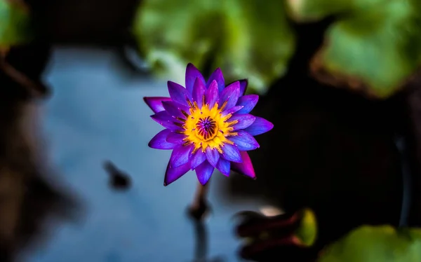 Soltero lirio acuático salvaje púrpura en el primer plano del estanque . Fotos De Stock Sin Royalties Gratis