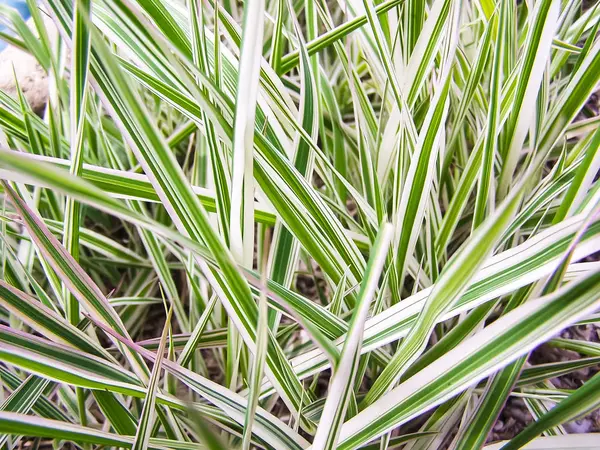 Green grass, background, spring, summer. Close-up photo — Stock Photo, Image