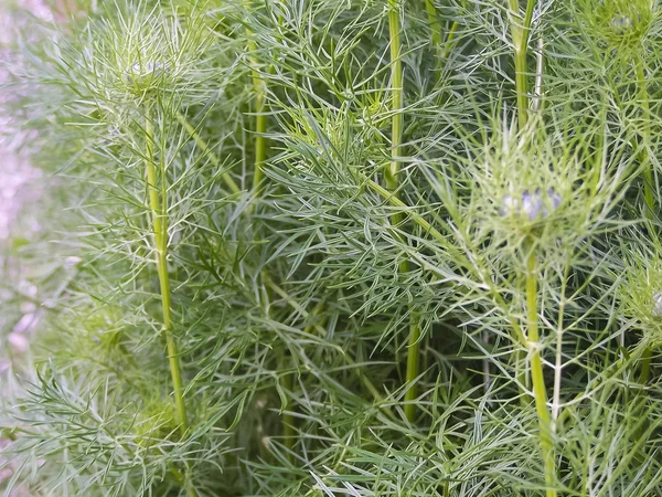 Groen gras, achtergrond, lente, zomer. Close-up foto — Stockfoto