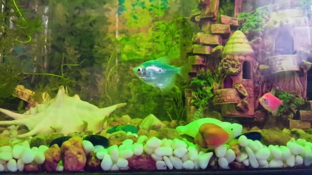 Beau poisson dans un aquarium maison avec des algues. Aquarium à la maison avec petits poissons décoratifs et escargots . — Video