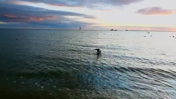 Burung camar berenang di laut dengan latar belakang matahari terbenam. Burung itu lepas landas dari air . — Stok Video
