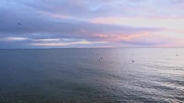 Οι γλάροι κολυμπούν στη θάλασσα με φόντο το ηλιοβασίλεμα. Ένα πουλί πετάει πάνω από τη θάλασσα. — Αρχείο Βίντεο