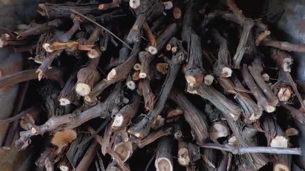 Ein Bündel Zweige, zubereitet zum Kochen von Dönerspießen. Haufen Brennholz für den Kamin vorbereitet. Brennholzstapel. — Stockvideo