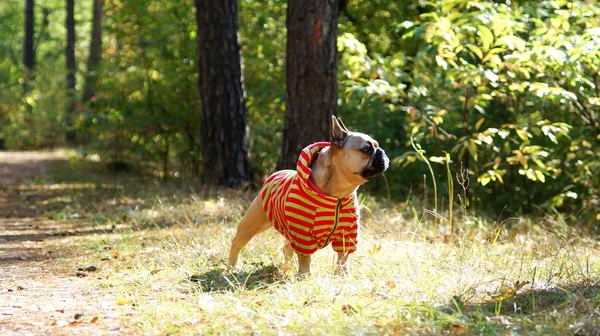 Buldogue francês em casaco vermelho na caminhada — Fotografia de Stock