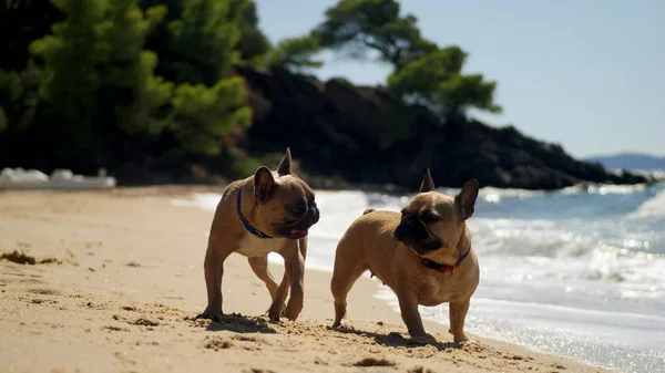 Dos bulldogs franceses jugando en la playa del mar —  Fotos de Stock