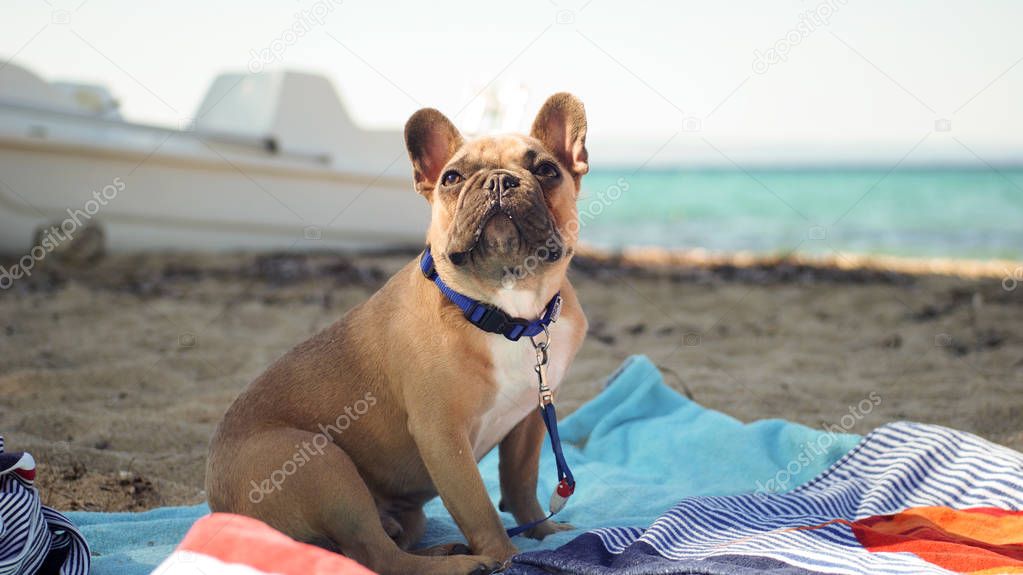 Happy French bulldog on the sea 