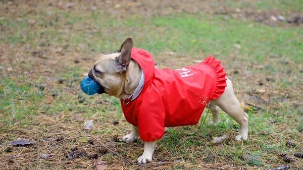 Französische Bulldogge in roter Jacke mit Ball unterwegs — Stockfoto