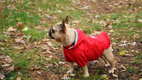 Französische Bulldogge in roter Jacke auf Waldspaziergang — Stockfoto