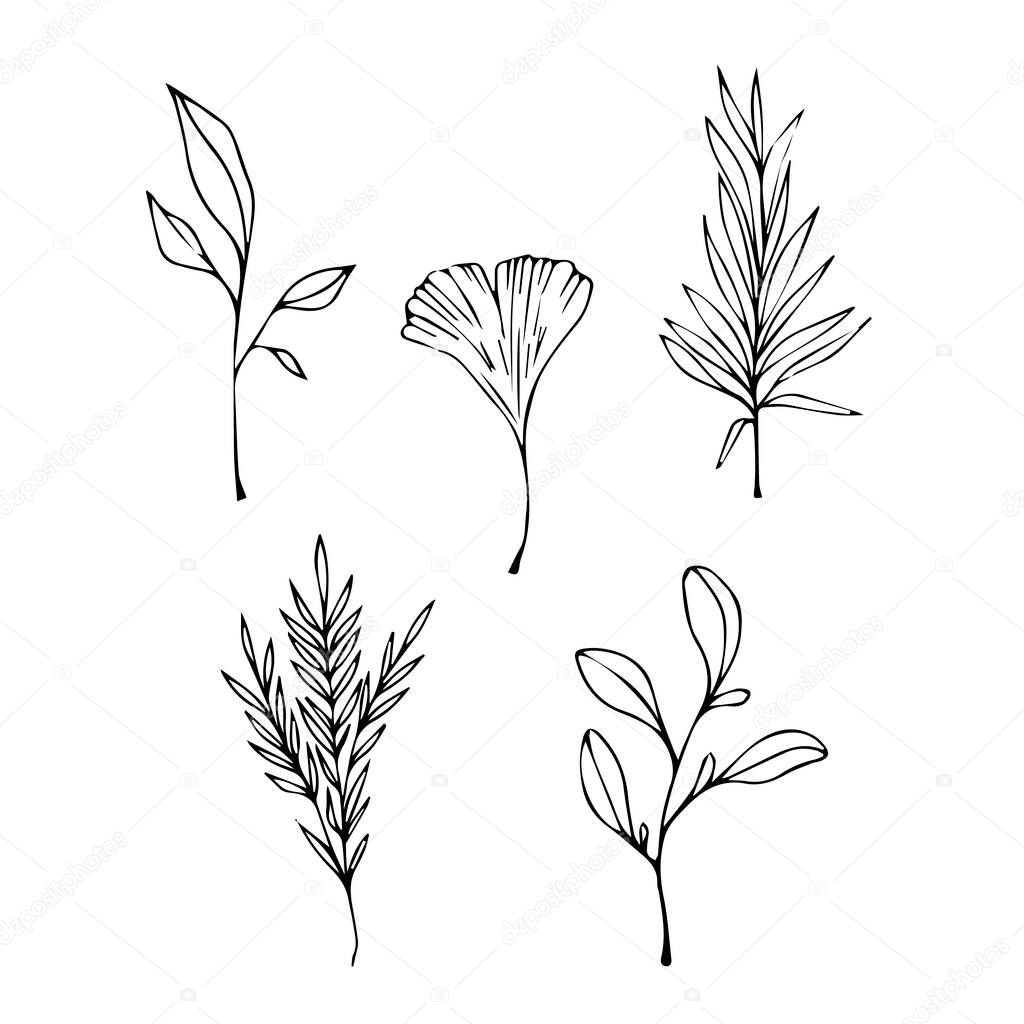 Cute vector rustic plants illustration. Hand drawn ink art