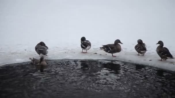 Patos salvajes en el río de invierno . — Vídeos de Stock