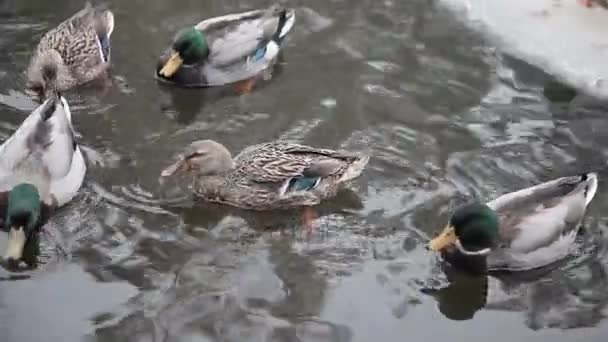 Canards sauvages dans la rivière d'hiver . — Video