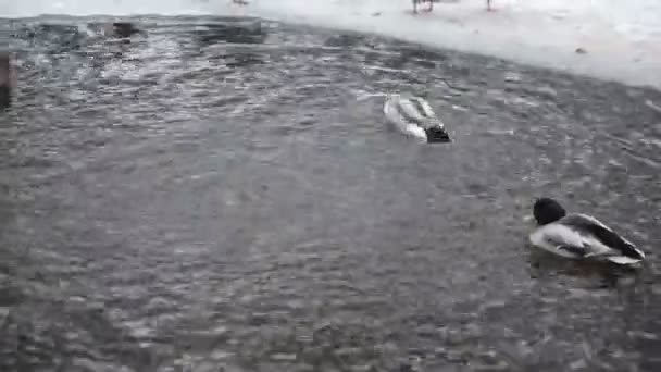 Canards sauvages dans la rivière d'hiver . — Video