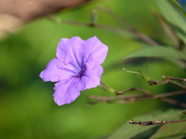 Petunia Ruellia Brittoniana Lila Blomma Konstfoto — Stockfoto