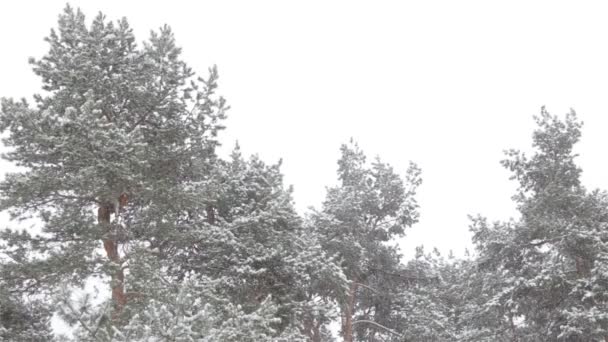 Tops of trees covered with snow — Stock Video