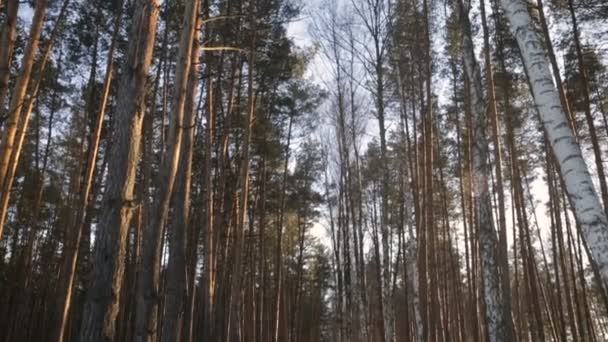 Kış çam ormanı — Stok video